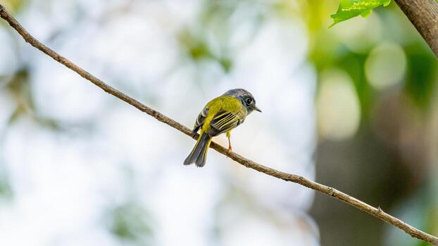 canoso papamoscas-canario encaramado en árbol foto