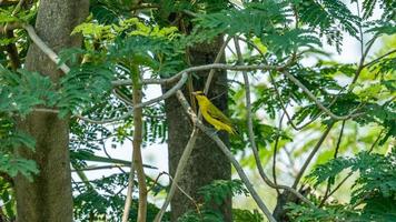 nuca negra oriol encaramado en árbol foto