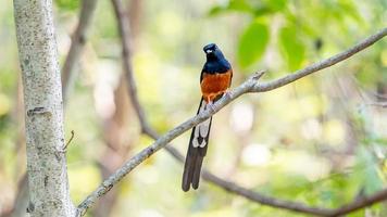 White-rumped Shama perched on tree photo