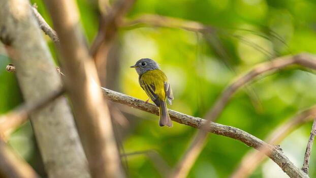 canoso papamoscas-canario encaramado en árbol foto