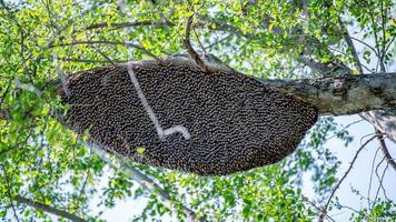 abeja y panal en el árbol foto