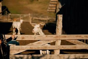 A young beautiful woman feeds a goat behind a fence photo