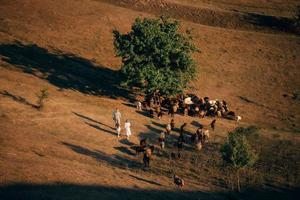 A family with a flock of sheep on a meadow photo