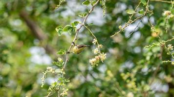 Sunbird de espalda verde oliva, Sunbird de vientre amarillo posado en un árbol foto