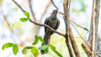 un hembra asiático Koel perca en árbol foto