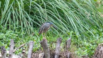 Little Heron standing on a stump photo