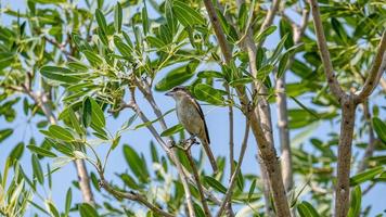 actuación en "The Shrike" marrón posado en un árbol foto