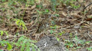 Scaly Thrush stand on the bamboo forest floor photo