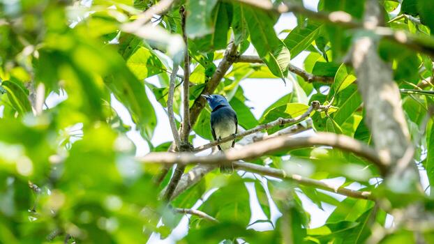 nuca negra monarca encaramado en árbol foto