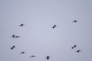 Open-billed stork, Asian openbill flying in to the blue sky photo