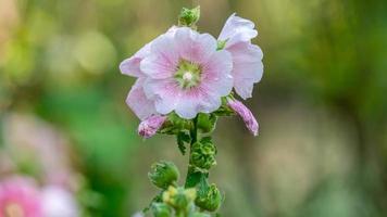 malva loca flor floreciente en árbol foto