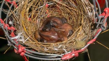 Baby Streak-eared Bulbuls on a bird's nest photo