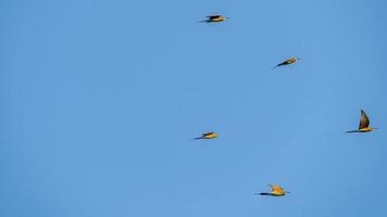 blue tailed bee eater flying in the blue sky photo