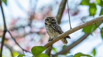 mochuelo manchado posado en un árbol foto