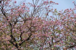 Pink trumpet tree or Tabebuia rosea blooming in the garden photo
