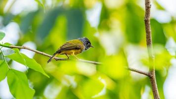 canoso papamoscas-canario encaramado en árbol foto