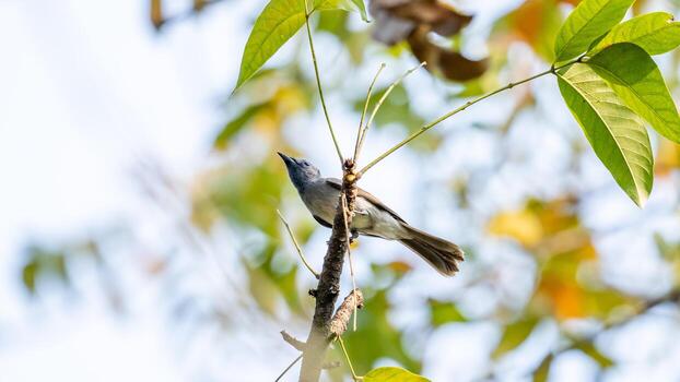 nuca negra monarca encaramado en árbol foto