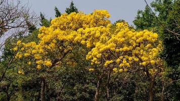 amarillo trompeta árbol floreciente en naturaleza foto