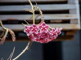 red hoya flower blooming in the garden photo