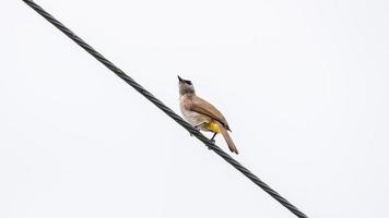 ventilación amarilla bulbul encaramado en cable foto