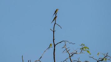 family on blue tailed bee eater perched on tree photo