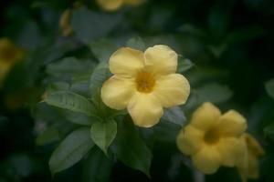 hermosa amarillo alamanda flores en el jardín, alamanda o allamanda es un ornamental planta conocido como alamanda flor y es además conocido como dorado trompeta flor, amarillo campana flor, botón de oro flor foto