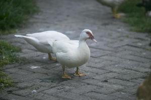 White duck walks on paving slabs. Pure white small duck with red spot around eyes walking calmly on paved street on warm sunny winter day. Selective focus. photo