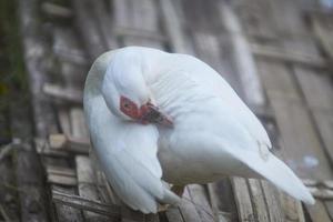 A white duck is standing on the bamboo woven and touching its beak with its feathers. Pure white small duck with red spot around eyes and pink bake standing on bamboo woven on warm sunny winter day. photo