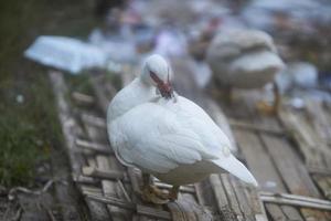 un blanco Pato es en pie en el bambú tejido y conmovedor sus pico con sus plumas. puro blanco pequeño Pato con rojo Mancha alrededor ojos y rosado hornear en pie en bambú tejido en calentar soleado invierno día. foto