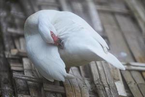 A white duck is standing on the bamboo woven and touching its beak with its feathers. Pure white small duck with red spot around eyes and pink bake standing on bamboo woven on warm sunny winter day. photo