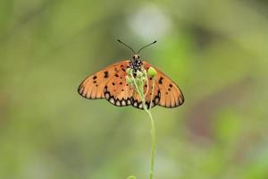 un hermosa mariposa encaramado en un salvaje planta durante un muy soleado día foto