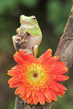 macro etapa de rana y naranja flor foto
