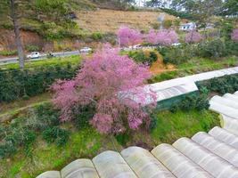 Blossoming Beauty Stunning Apricot Cherry Blossoms in Springtime at Da Lat City, Vietnam photo