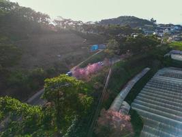 Blossoming Beauty Stunning Apricot Cherry Blossoms in Springtime at Da Lat City, Vietnam photo