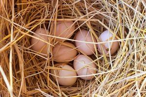 close up egg in nest .topview photo