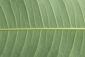 close up leaf background photo
