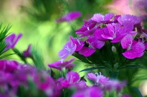 purple flowers in the garden photo