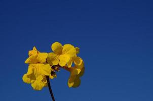 amarillo flor en azul cielo antecedentes foto