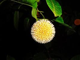 neolamarckia cadamba o kodom flor de Bangladesh foto