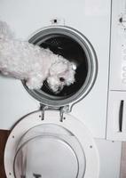 lindo perrito blanco mirando hacia atrás junto a la lavadora. foto