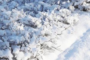 un cerca arriba de un congelado planta cubierto con nieve concepto foto. frente ver fotografía con invierno paisaje. foto