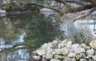 Close up japanese pond in the public square concept photo. Urban water photography. photo