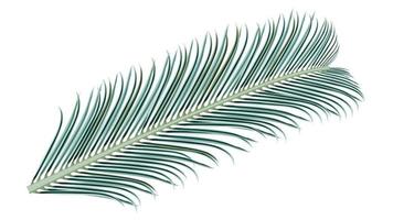 Elegant colored realistic palm branch isolated on white. Palm leaves for collage. Vector illustration.