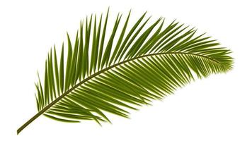 Green realistic palm leaves isolated on white. Palm branch for composing a collage. Vector illustration.