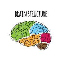 cerebro estructura nervioso sistema medicina vector ilustración