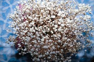 Macro photography of dried flowers of gypsophila, small buds photo