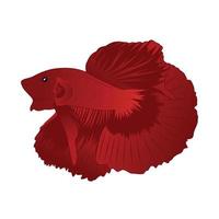 Betta Red Halfmoon Vector Illustration on white background