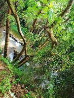 Waterfalls in the middle of the jungle photo