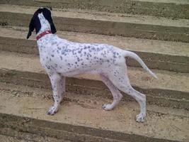 Pointer bird dog side view on villa stairs photo