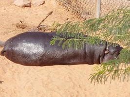 Hippo sun bathing skin in wildlife resort photo